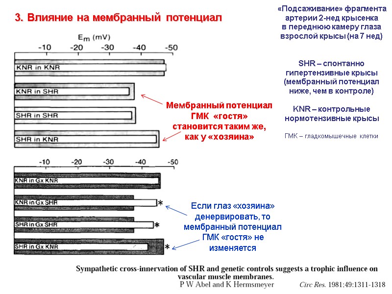 Мембранный потенциал ГМК  «гостя» становится таким же, как у «хозяина» «Подсаживание» фрагмента артерии